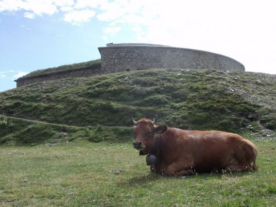 Mont-Cenis, fort de Ronce et vache Tarine