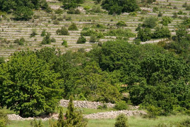 Terrasses abandonnées en vallée de l’Ibie