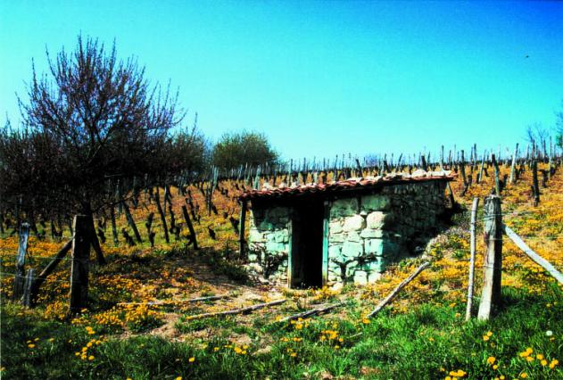 Tonne de vigne à Egliseneuve-Près-Billom
