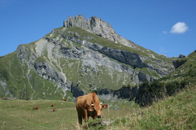 Alpage Roselend, vaches Tarine